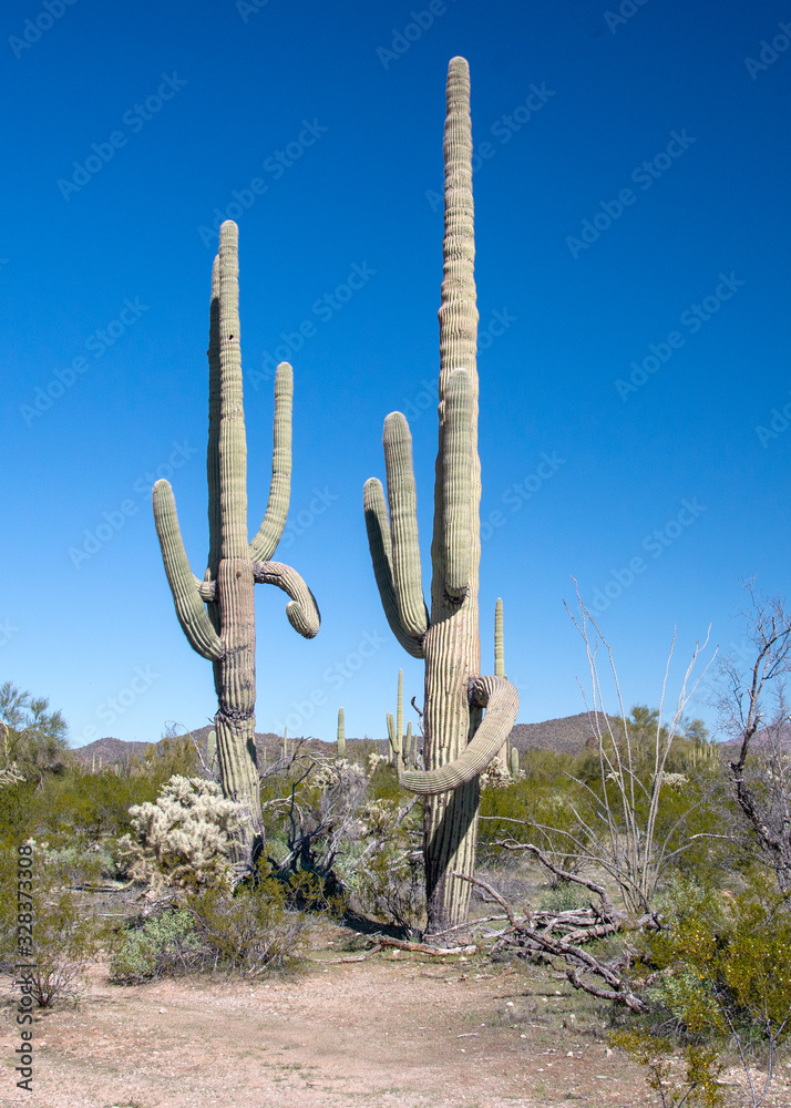 Organ Pipe Cactus in Arizona Desert