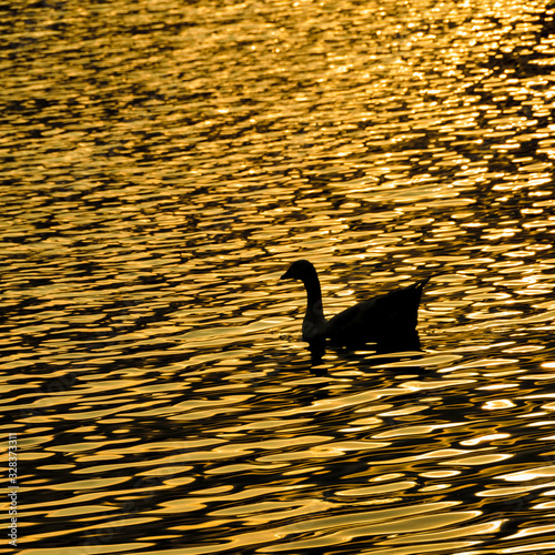 Duck at Artificial Lake, Samborondon, Ecuador photo