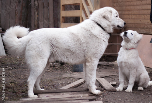Two huge white dogs of a large breed an adult dog is standing sideways to the camera and a puppy is sitting next to it