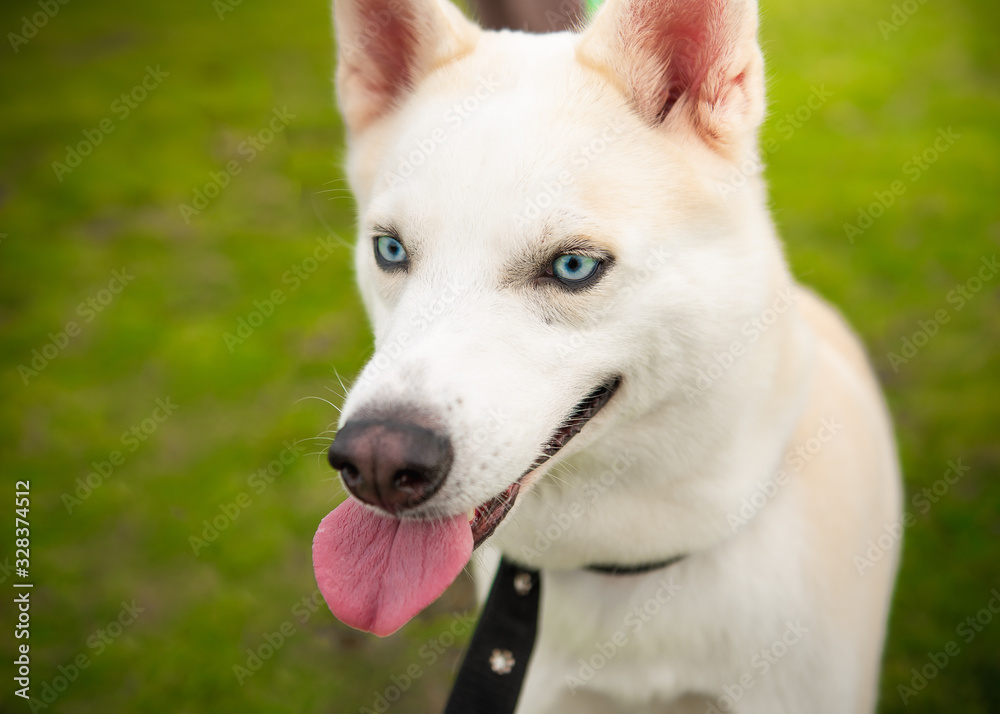 Dog Dog