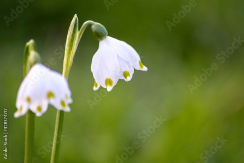 Bezaubernd blühende Frühlingsknotenblume (Leucojum vernum), auch Märzenbecher, Märzbecher, Märzglöckchen oder Großes Schneeglöckchen genannt, ist ein Frühlingsbote im heimischen Garten