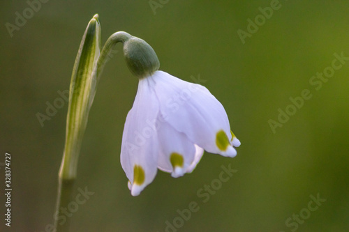 Bezaubernd blühende Frühlingsknotenblume (Leucojum vernum), auch Märzenbecher, Märzbecher, Märzglöckchen oder Großes Schneeglöckchen genannt, ist ein Frühlingsbote im heimischen Garten photo