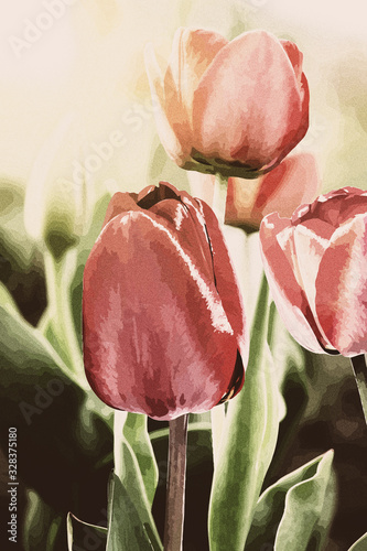 Spring tulip red in a morning garden ,watercolor illustration photo