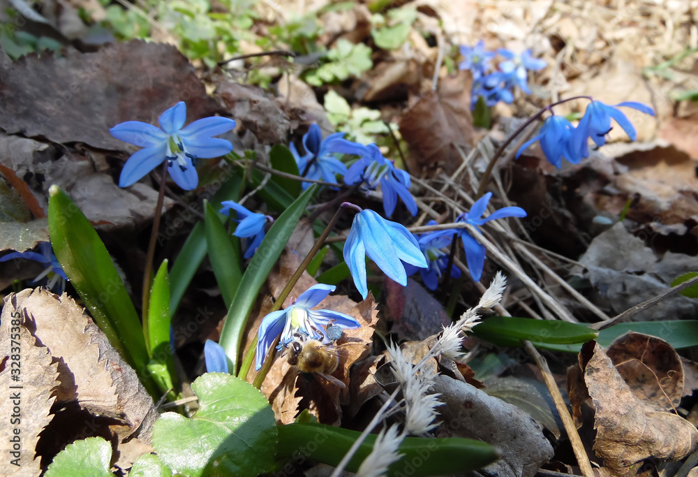blue snowdrops sprout in the spring garden close-up blue snowdrops sprout in the spring garden close-up