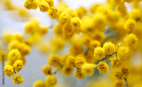 Macro closeup inflorescence of blooming Acacia dealbata also known as silver wattle, blue wattle or mimosa flower.