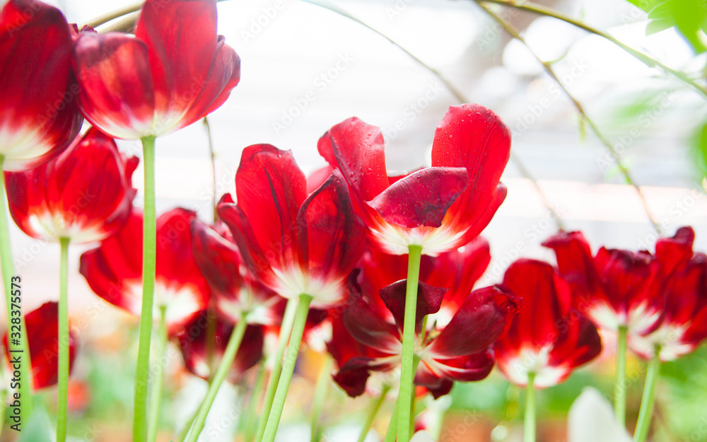 Fototapeta premium Tulip. Spring background of colorful flowers in the garden