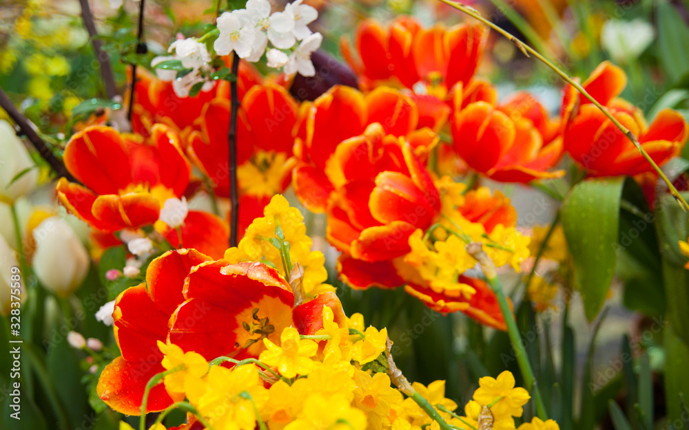 Tulip. Spring background of colorful flowers in the garden