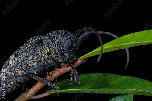 Close-up of a Fig-tree borer, Phryneta spinator