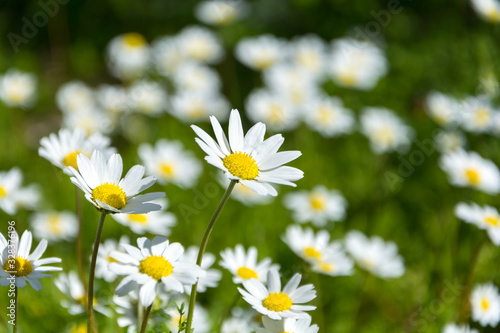  spring and daisies