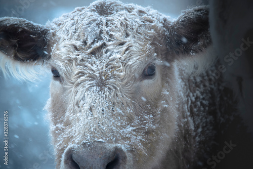 Fototapeta Naklejka Na Ścianę i Meble -  Cattle