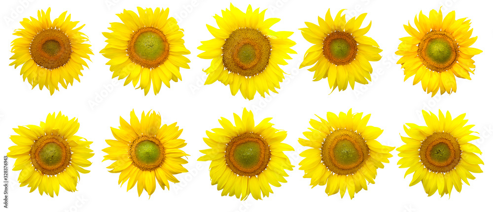 Sunflower isolated on the white background Sunflower isolated on the white background