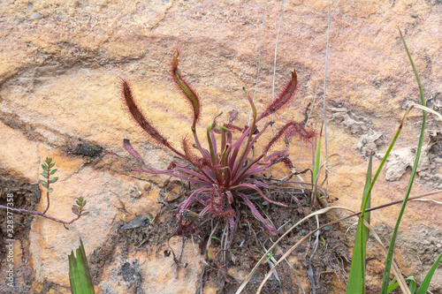 rote Drosera capensis am Gifberberg in der Nähe von VanRhnysdorp, Western Cape, Südafrika photo