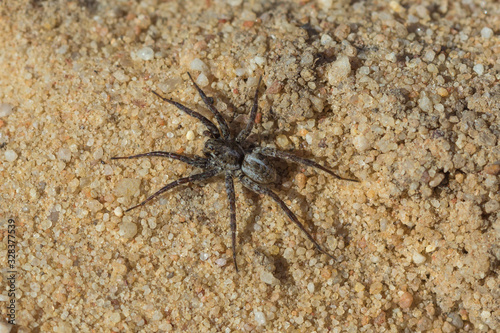 Spinne in der Nähe von Nieuwoudtville, Northern Cape, Südafrika