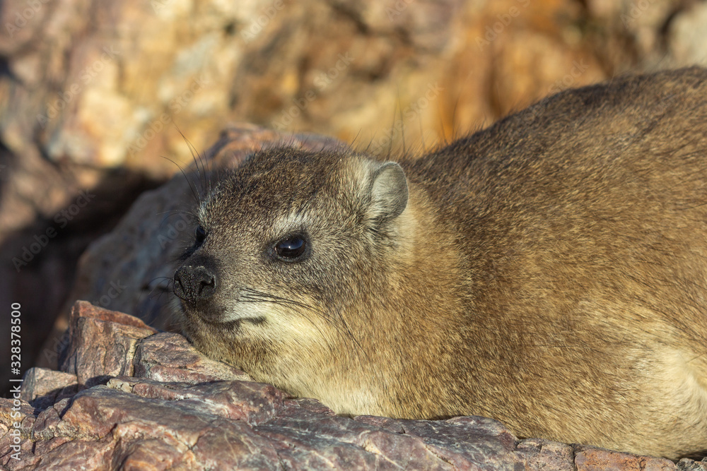Naklejka premium Klippschliefer (Procavia capensis) in Hermanus, Western Cape, Südafrika
