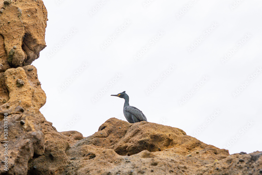 Crested cormorant is resting on rocks near the ocean in Portugal Crested cormorant is resting on rocks near the ocean in Portugal