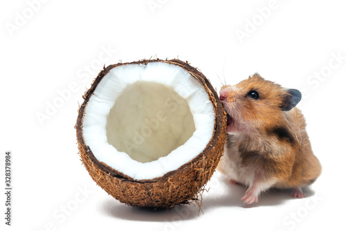 Syrian hamster nibbles a coconut