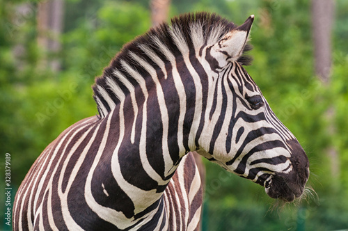 Steppenzebra