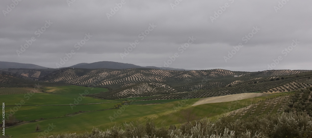 Naklejka premium Black clouds loom over the olive grove in Andalusia