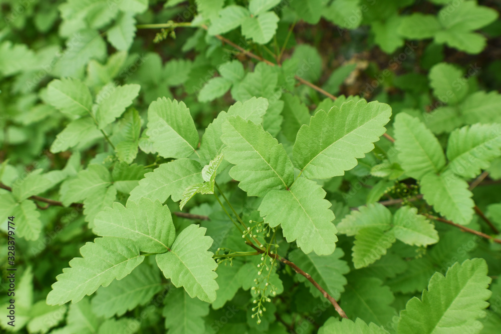 Western Poison Oak Leaves Close Up For Plant Identification Western Poison Oak Leaves Close Up For Plant Identification