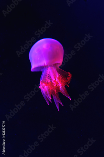 Jellyfish in neon lighting on a dark background. Close up.