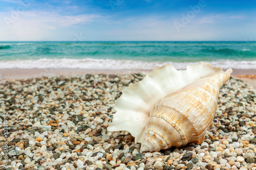 Close-up of a seashell on the seashore on the background of an oncoming wave.