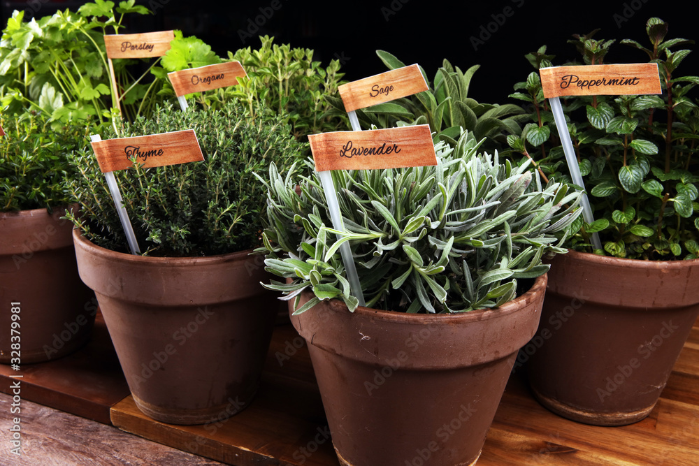Fototapeta Homegrown and aromatic herbs in old clay pots. Set of culinary herbs. Green growing sage, oregano, thyme, savory, mint and oregano with lavender with labels