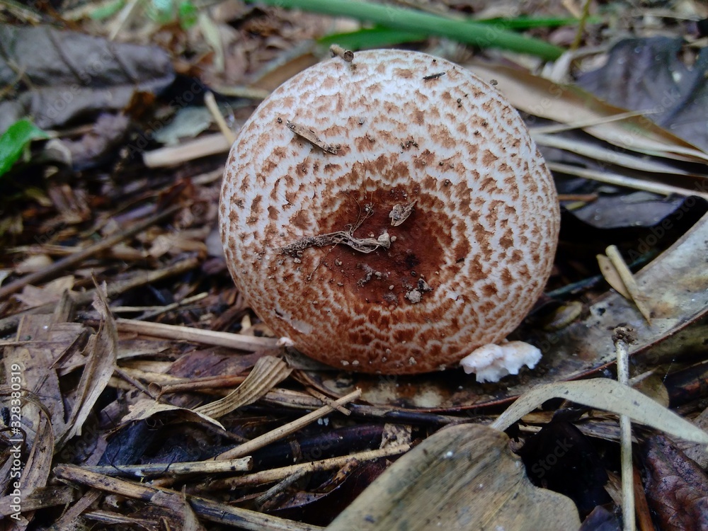 The poisonous mushroom in the nature background The poisonous mushroom in the nature background
