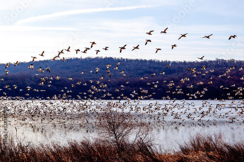 Canvas Print Many birds taking flight in the sky during snow geese migration at Middle Creek in Pennsylvania in early spring