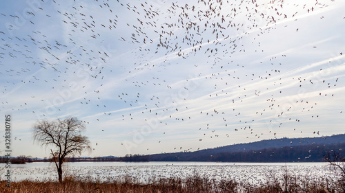 Tablou pe pânză Many birds taking flight in the sky during snow geese migration at Middle Creek in Pennsylvania in early spring