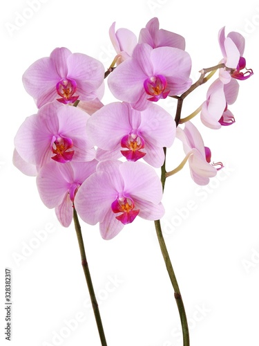 orchid Phalaenopsis with pink flowers close up 