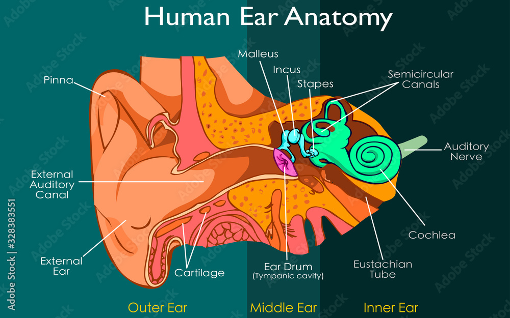 Middle and Inner Ear Anatomy - Malleus, Incus, Stapes