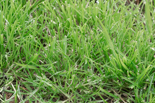Grass in a garden during spring