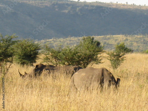 spotting a family of rhinos in the African savannah