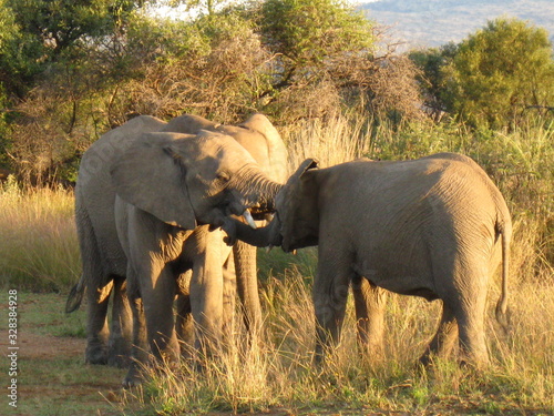 spotting a family of elephants in the African savannah
