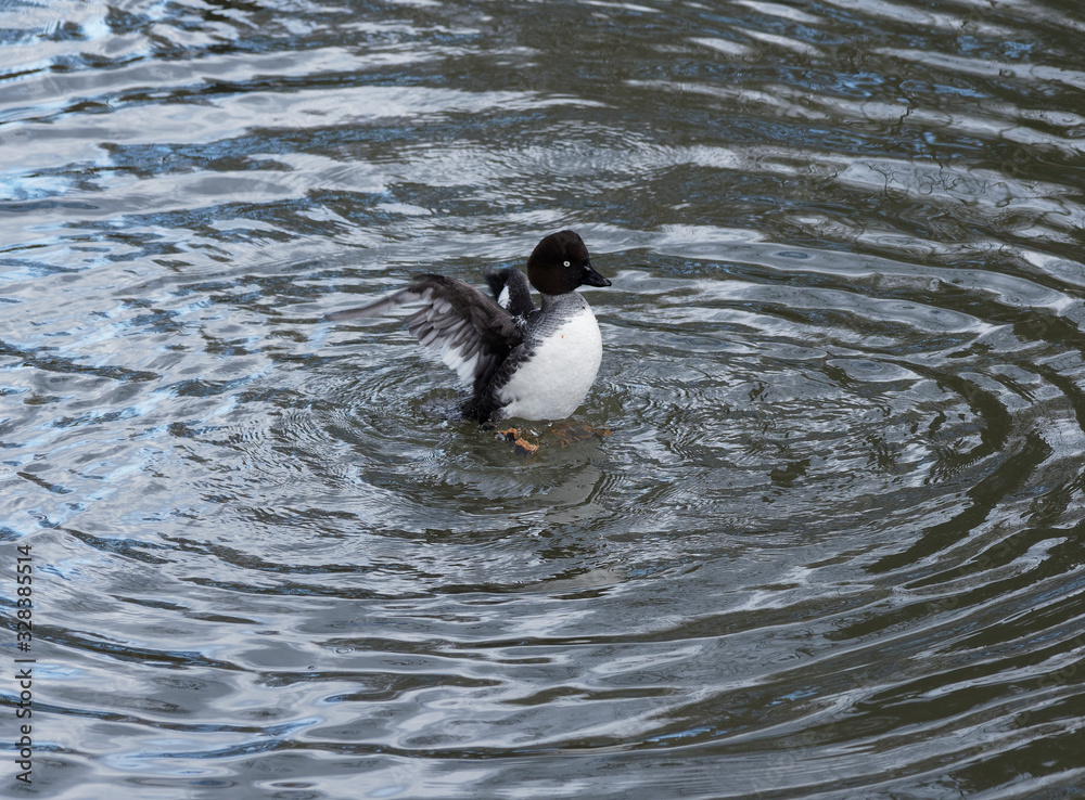 (Bucephala clangula) Garrot oeil d'or mâle battant des ailes sur les eaux calmes d'un étang (Bucephala clangula) Garrot oeil d'or mâle battant des ailes sur les eaux calmes d'un étang