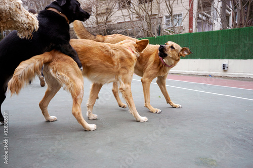 Dogs playing in the park © CoolimagesCo