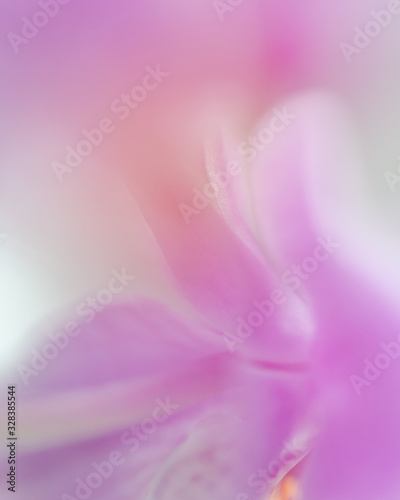 Fototapeta Naklejka Na Ścianę i Meble -  Abstract, pink, purple flower. Colorful background with a dreamy look. Backdrop for montage, copy space with place for text, lettering.