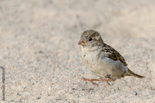 Small brown beige bird jumps in the sand. Close up portrait of a cute passerine. Shallow depth of field. Gravelly background with place for text, copy space. © Anna