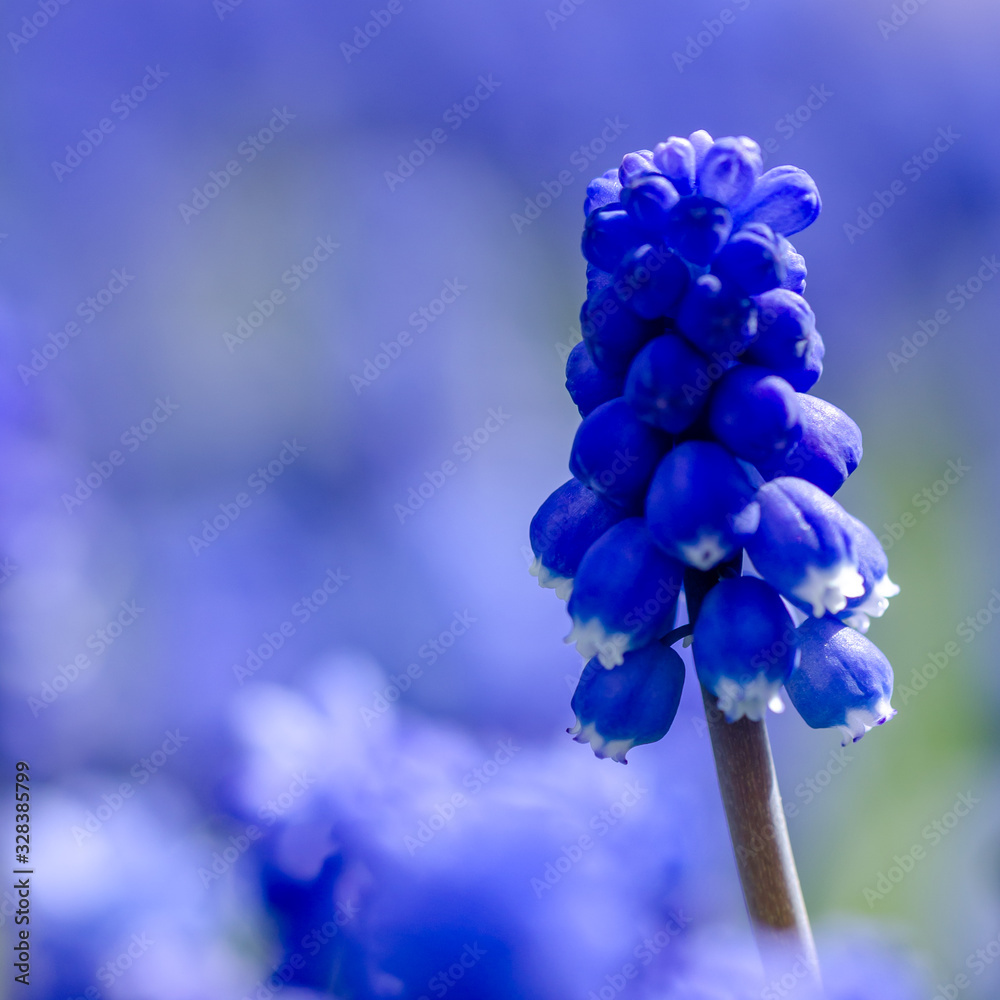 Muscari botryoides, a blue early spring flower. Shallow depth of field with selective focus, blurred blue background, place for lettering, copy space. Muscari botryoides, a blue early spring flower. Shallow depth of field with selective focus, blurred blue background, place for lettering, copy space.