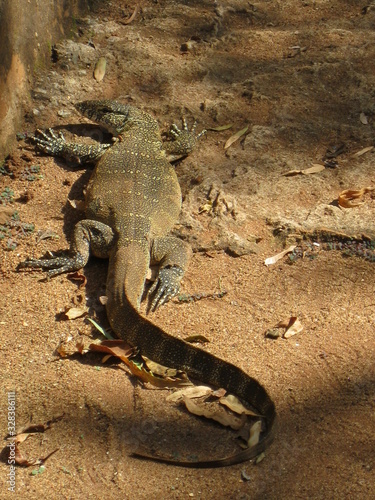 coming face to face with a raptor lizard in a park in south africa