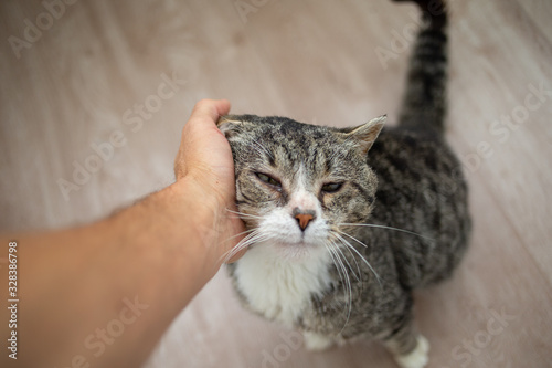 Unrecognizable man caressing old cat at home