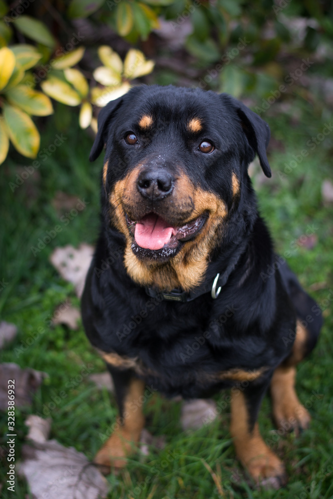 Fototapeta premium Rottweiler