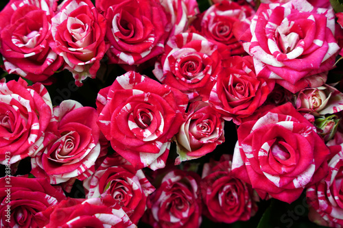 Beautiful rose background Bunch flowers close-up as background