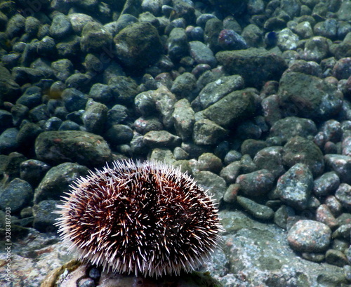 Pacific sea life photo