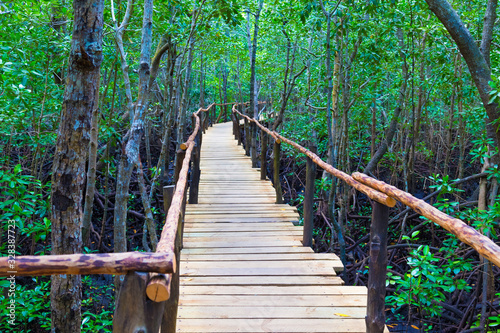 Foot bridge in mangrove forest.  Zanzibar island, Tanzania.