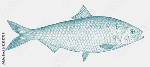 Male American shad alosa sapidissima, marine fish from the North American Atlantic coast in side view