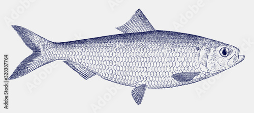 Male blueback herring shad alosa aestivalis, threatened marine fish from the east coast of North America