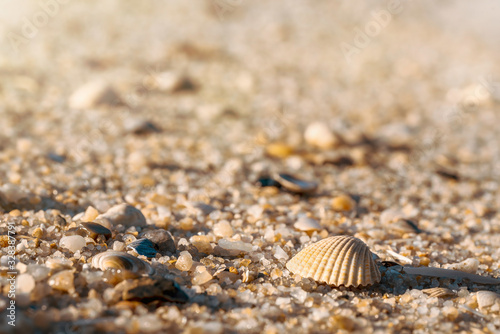 Seashell close-up on beach. Sand details