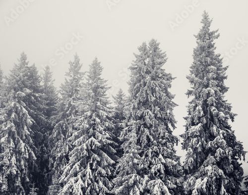 Frozen snow-covered fir forest after snowfall and gray sky