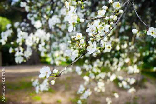 Primavera 009
